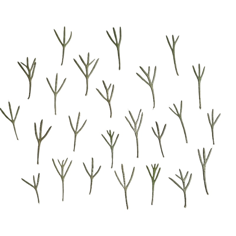 Resin Art Mold - 24pcs,Real Pressed Achillea Leaves Dried Flower