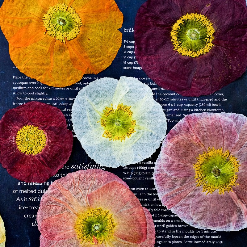 1pcs,Nature Field Poppy Presse - Resin Art Mold recension och pris