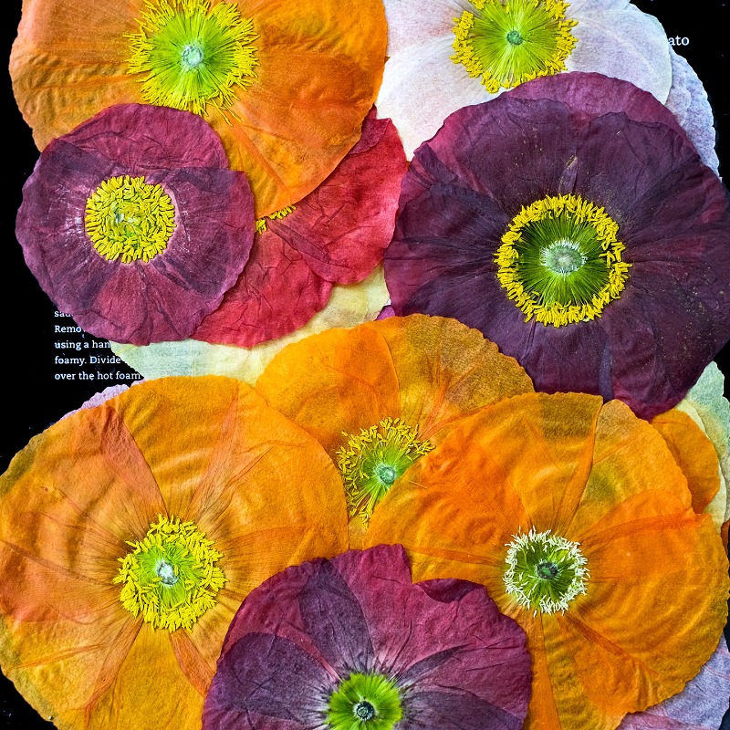 1pcs,Nature Field Poppy Presse - Resin Art Mold recension och pris